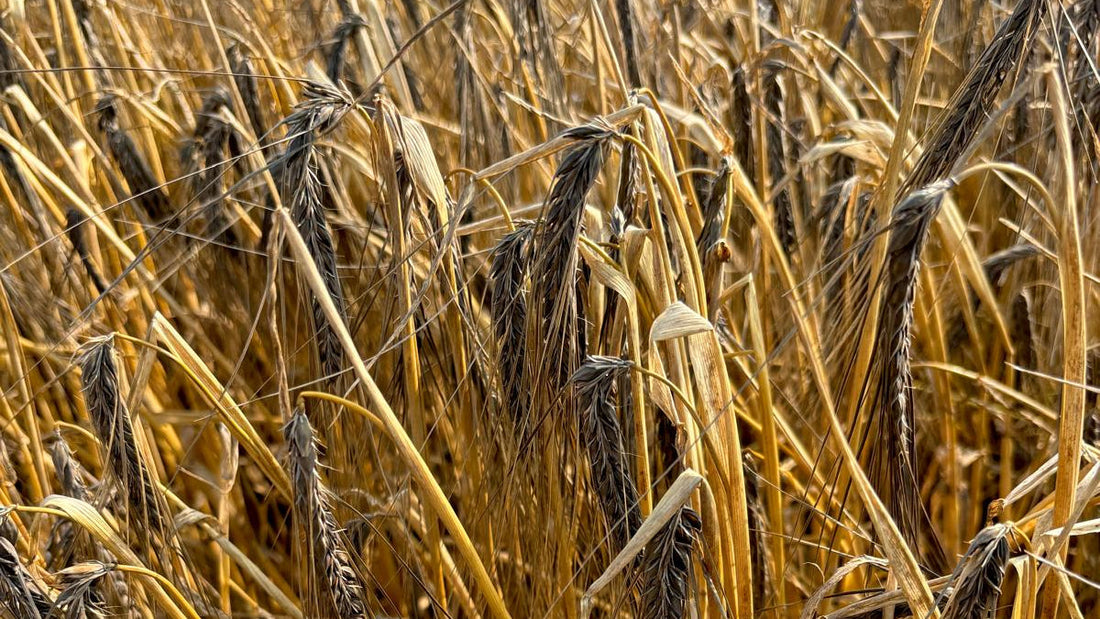 The Forgotten Grain: Why Barley Deserves a Comeback