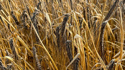 The Forgotten Grain: Why Barley Deserves a Comeback