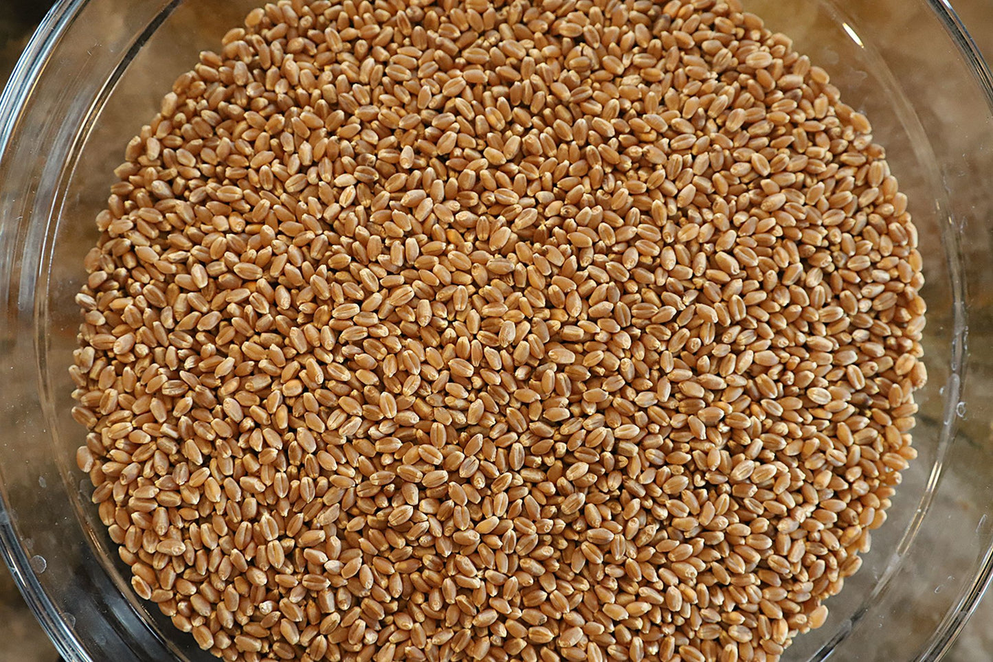 Hard Red Whole Wheat Flour