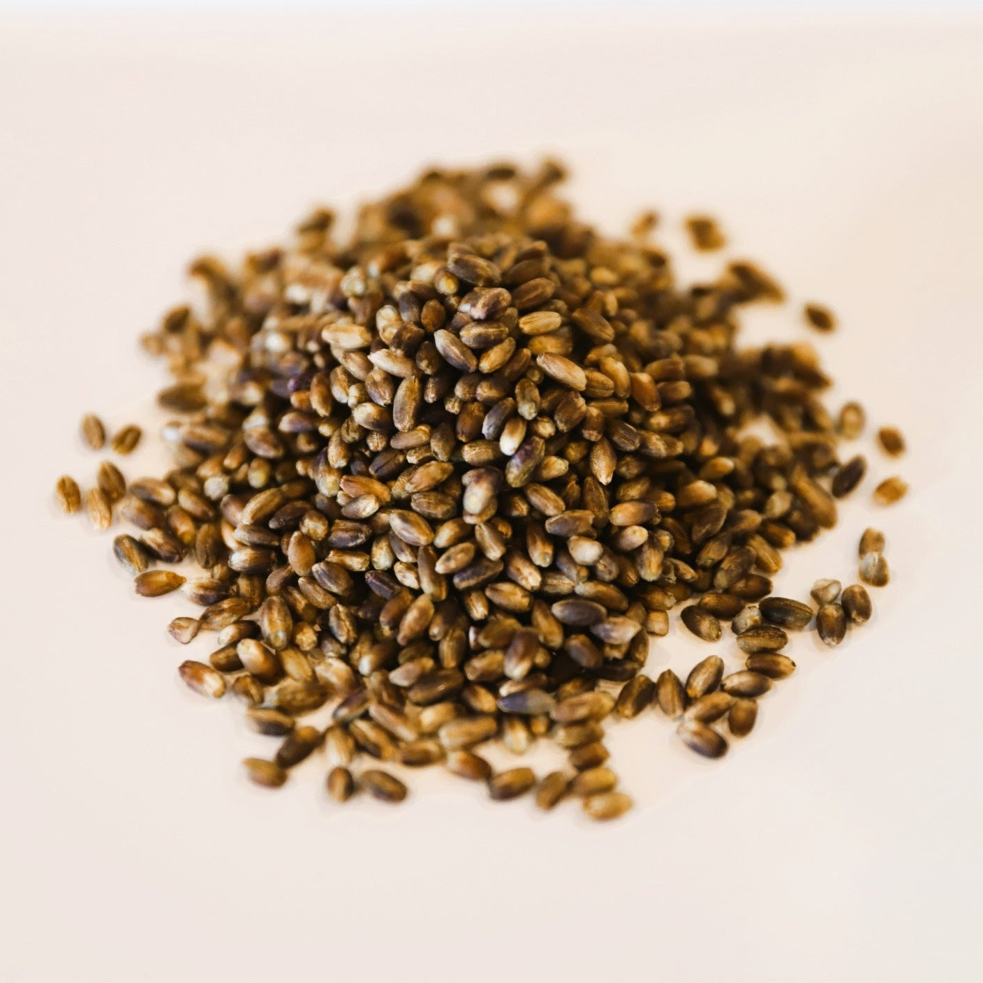 Purple Barley Berries